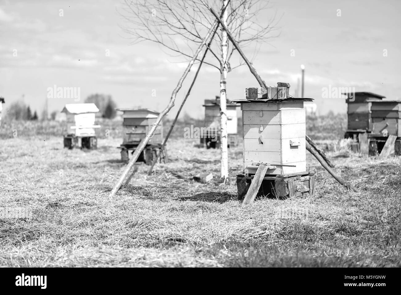Bee hive standing in field Stock Photo Alamy