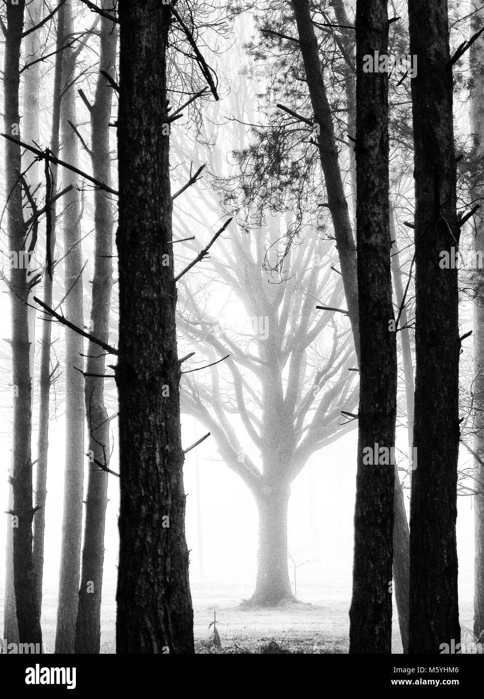 Trees in Fog - Stock Image