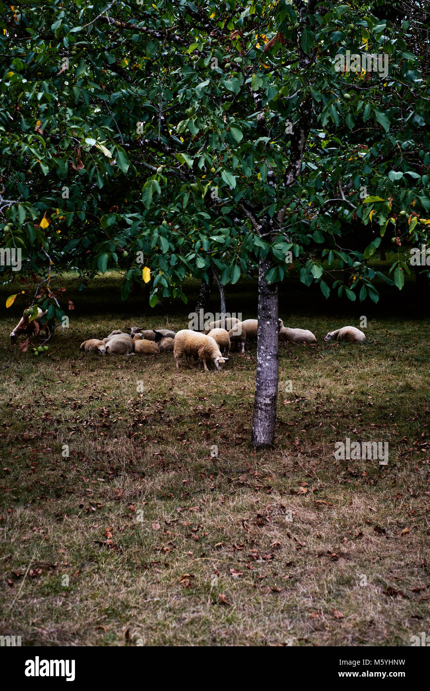 Sheep livestock grazing in a walnut tree orchard Stock Photo