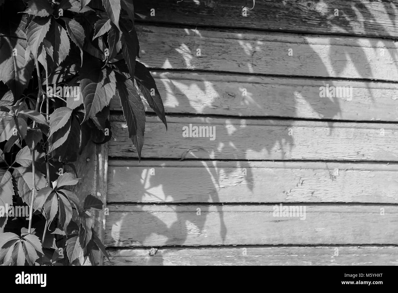 old paint on a dry wooden wall Stock Photo Alamy