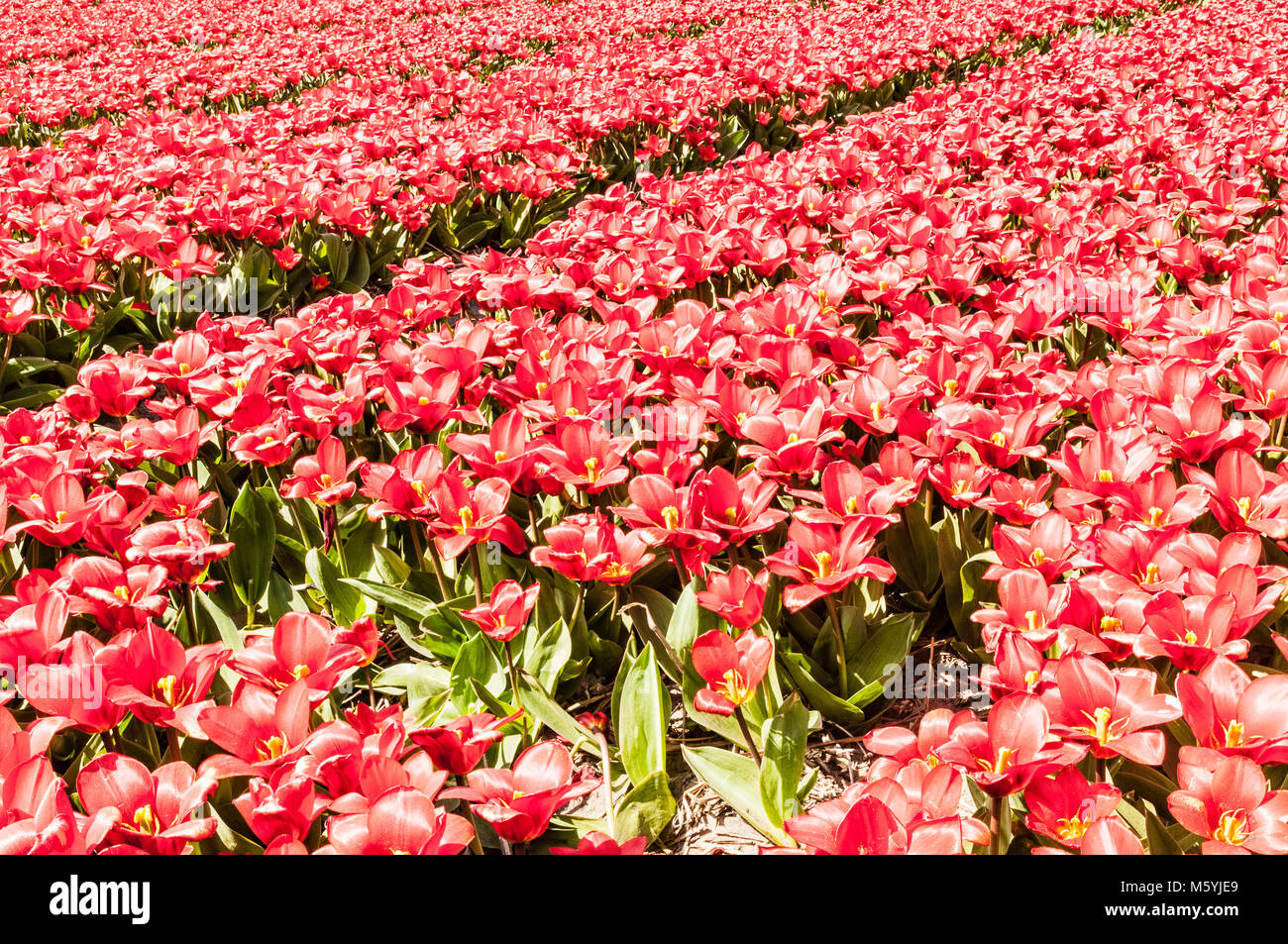 beautiful view of a Dutch tulip field Stock Photo