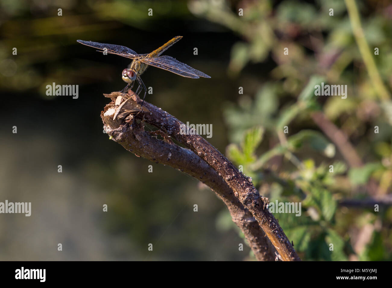 A dragonfly leaning on a branch in countryside Stock Photo - Alamy
