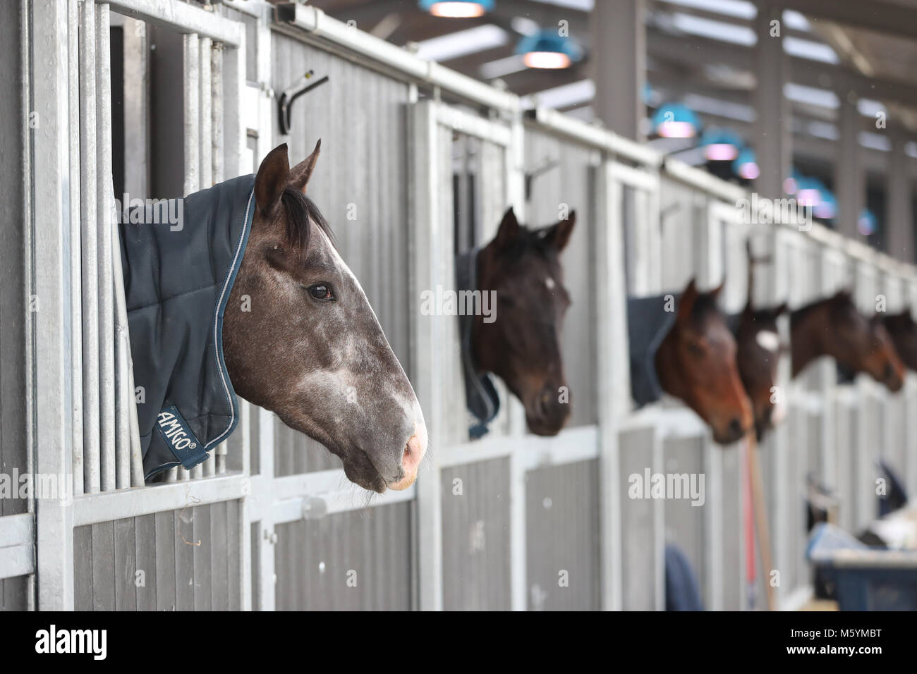 A general view of horses wearing winter coats during the visit to