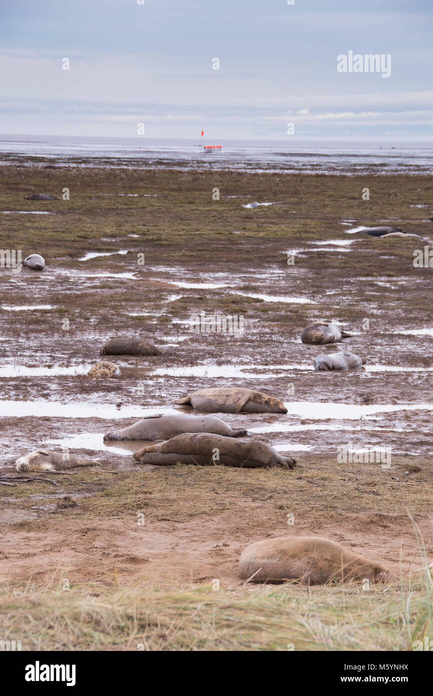Donna Nook, Lincolnshire, UK – Nov 15: Grey Seals come ashore in late Autumn to birth on the mudflats on 15 Nov 2016 at Donna Nook Seal Sanctuary, Linc Stock Photo