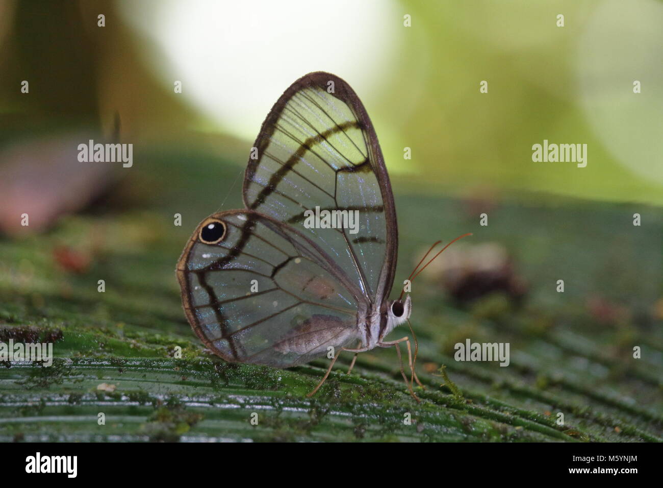 Glasswing butterfly Dulcedo polita Costa Rica Stock Photo