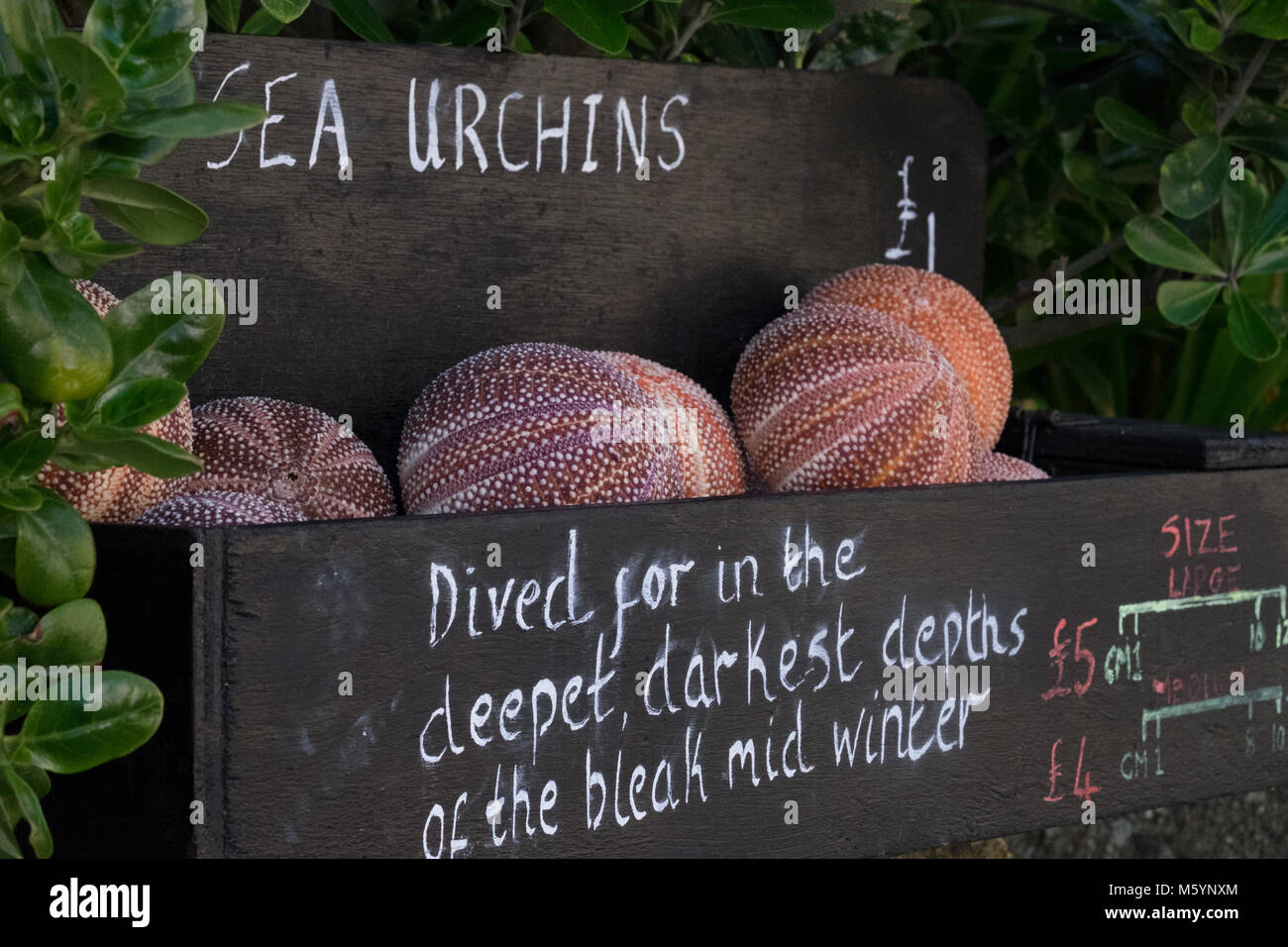 urchins for sale Stock Photo