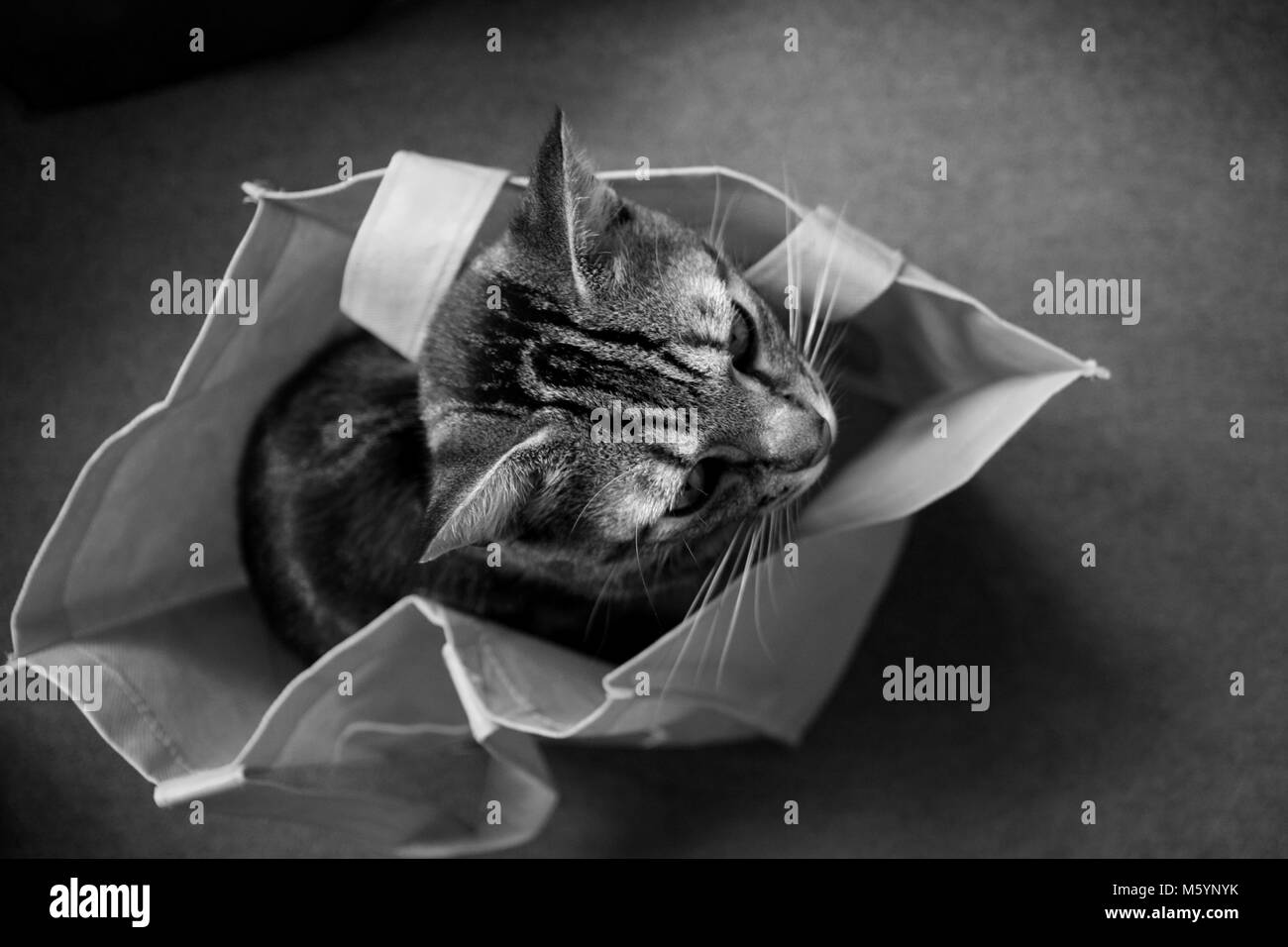 Cat sitting in carrier bag Stock Photo Alamy