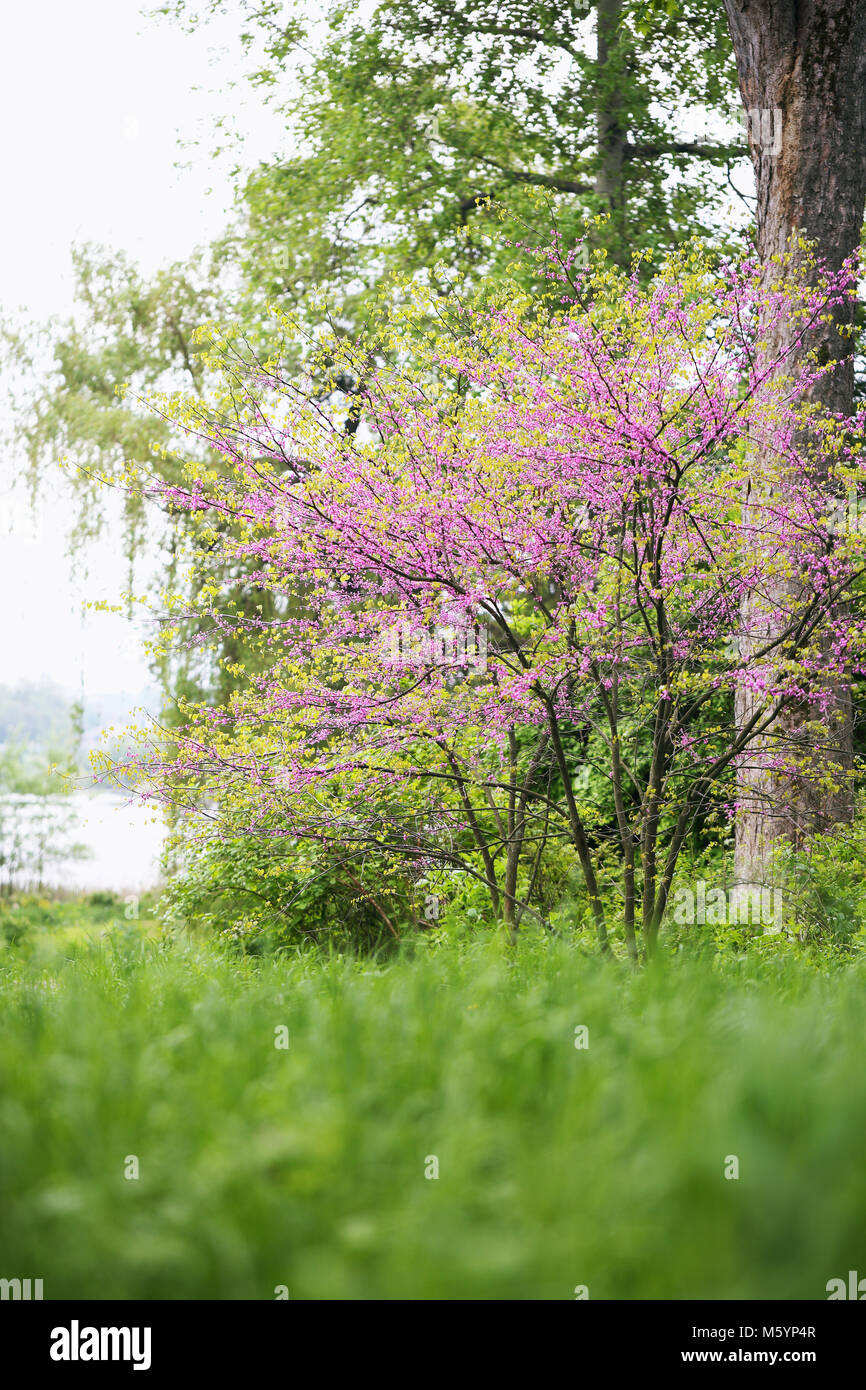 beautiful Blooming Redbud Tree Stock Photo