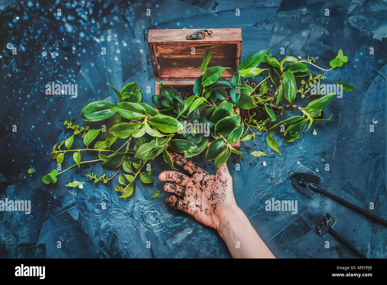 Spring gardening with a box of emerging green plants, water drops, and small spades. Green thumb concept. Botanical still life with copy space. Stock Photo