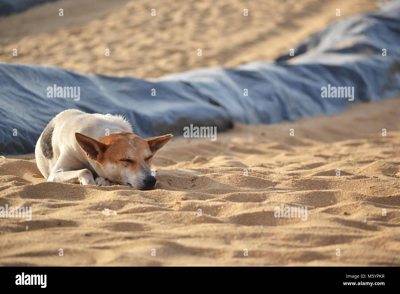 The stray dog lying on the sand beach on Ceylon Stock Photo - Alamy