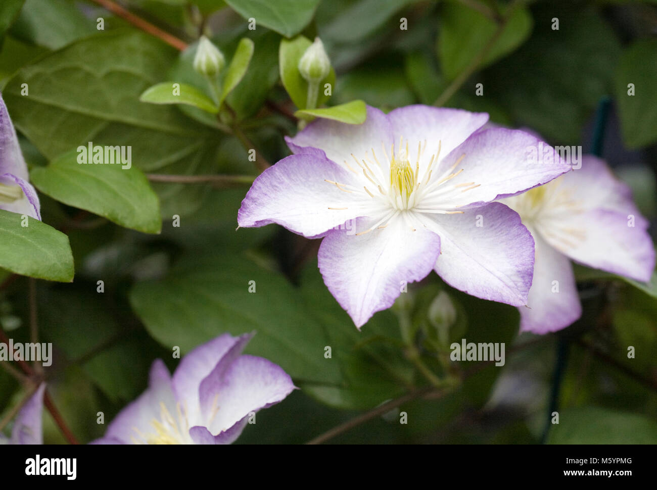 Clematis 'Lucky Charm' flowers. Stock Photo