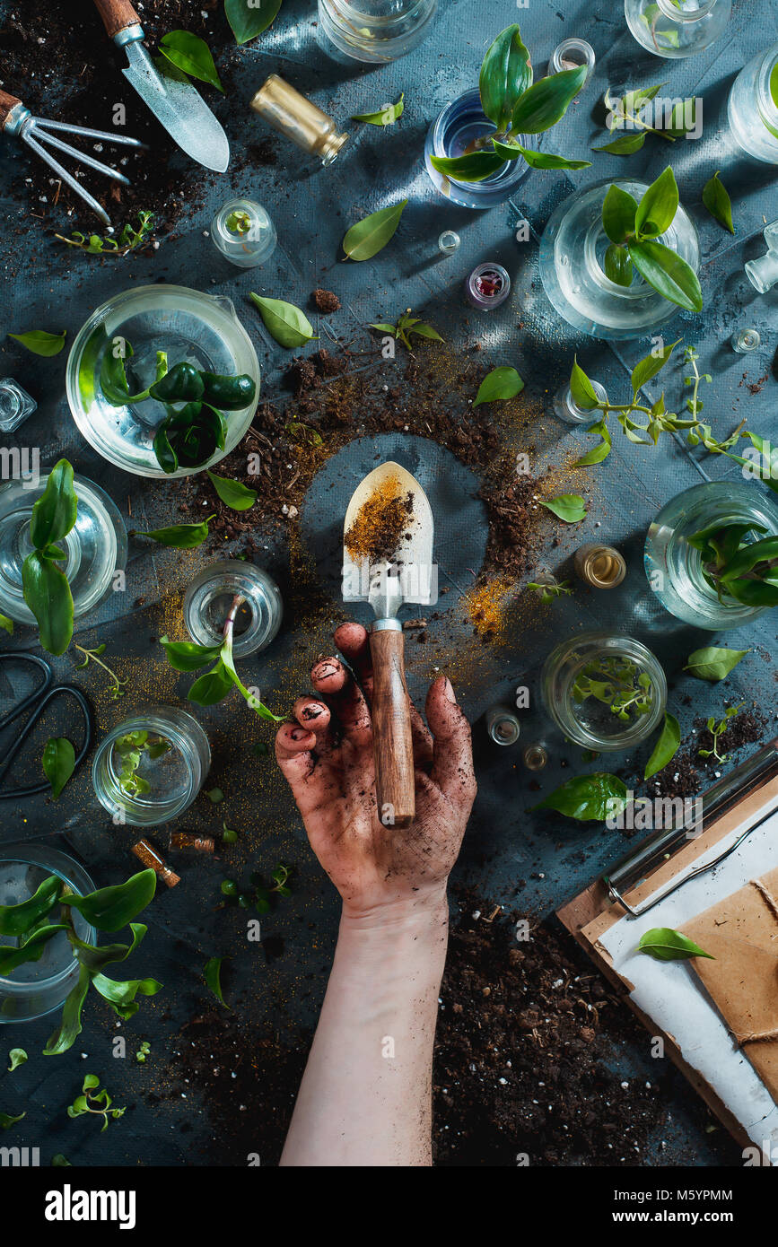 Green thumb concept with a golden spade, plants, soil, glass jars with seedling and gardening tools. Overhead botanical still life with copy space. Stock Photo