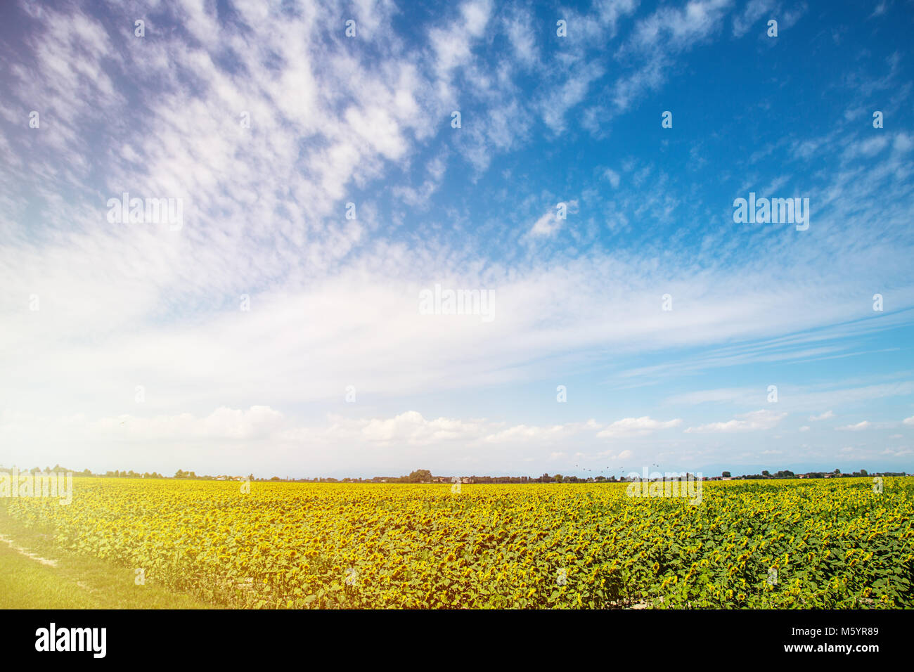 Field of sunflower background with copy space Stock Photo - Alamy