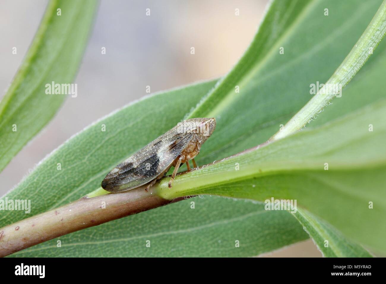 European alder spittle bug, Aphrophora alni Stock Photo