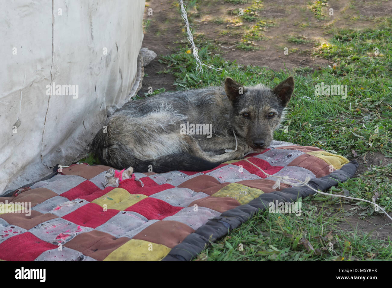 Dog laying down on a plaid beside a yurt, Song Kol Lake, Naryn province, Kyrgyzstan, Central Asia Stock Photo