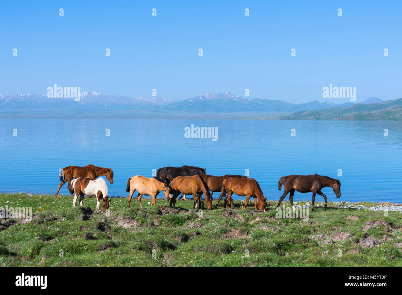horses-walking-along-the-lakeshore-song-kol-lake-naryn-province