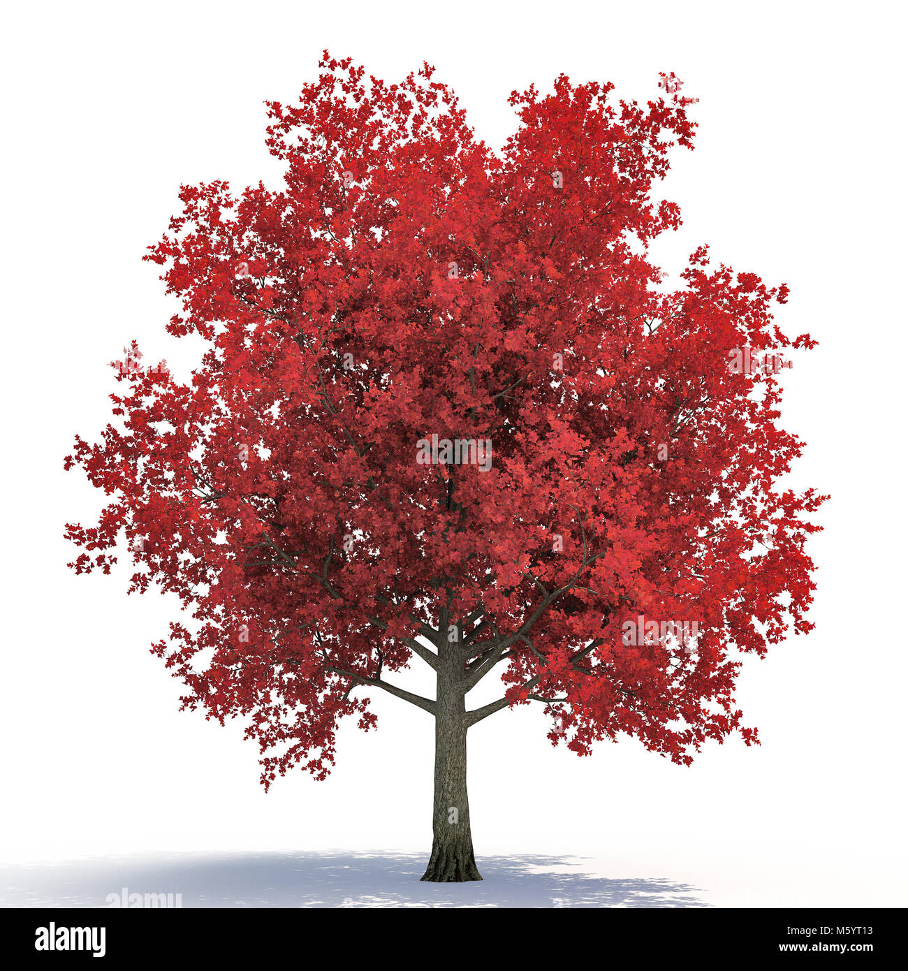 Red autumn maple tree isolated on white. 3D illustration Stock Photo ...