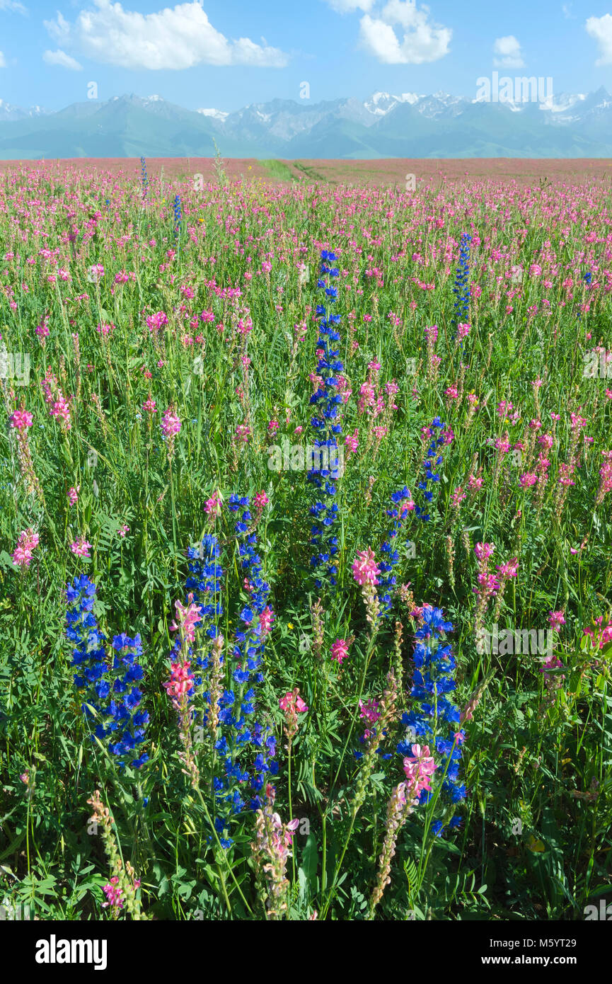 Wildflowers field in front of Tien Shan Mountain Range, Road to Song ...