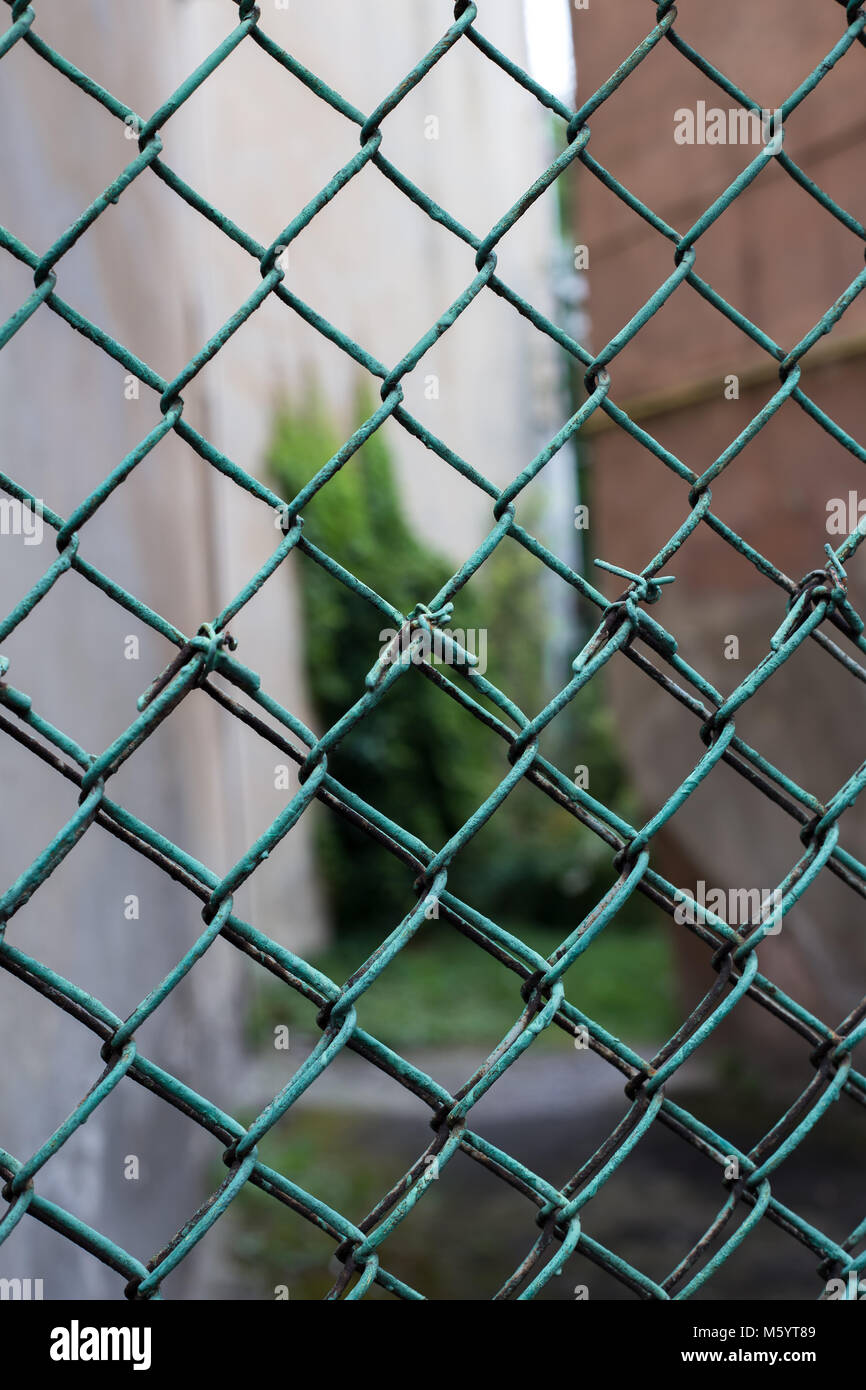 Green wire mesh with greens in background, blurred, close up. Old painted  mesh in form of fence or hedge Stock Photo - Alamy