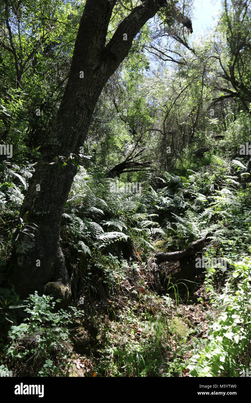 Topanga Canyon. A section of the Backbone Trail in Topanga State Park