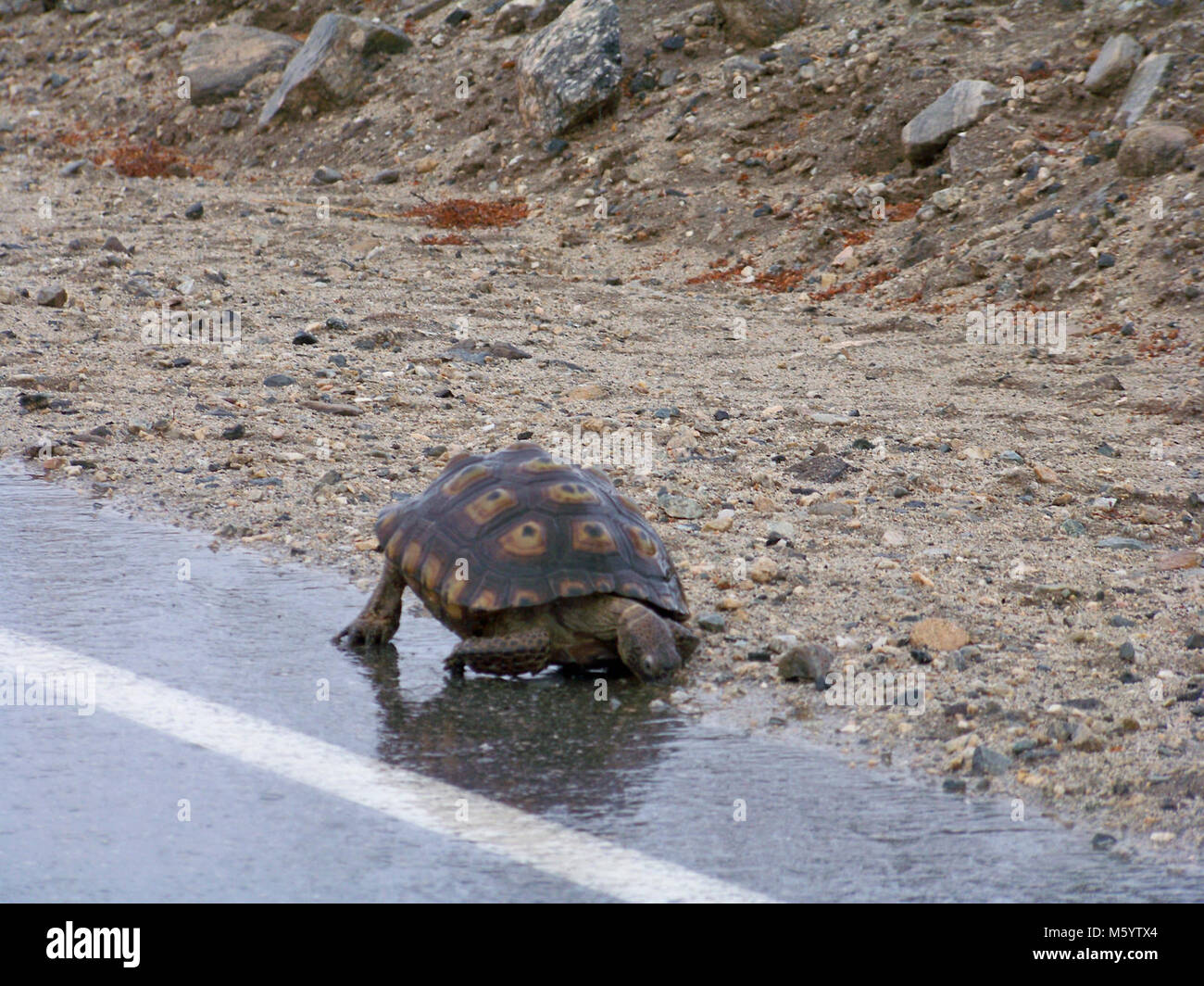 Tortoise drinking water from the roadway Stock Photo Alamy