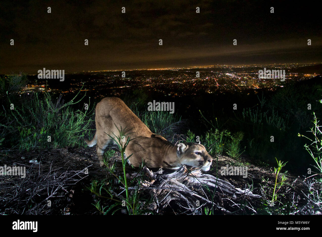 Verdugos Mountain Lion. This uncollared adult female mountain lion is cheek-rubbing, leaving her scent on a log. A few days later, P-41 (the adult male) came by and took notice. Taken in the Verdugo Mountains with Glendale and the skyscrapers of downtown L.A. in the background. Stock Photo