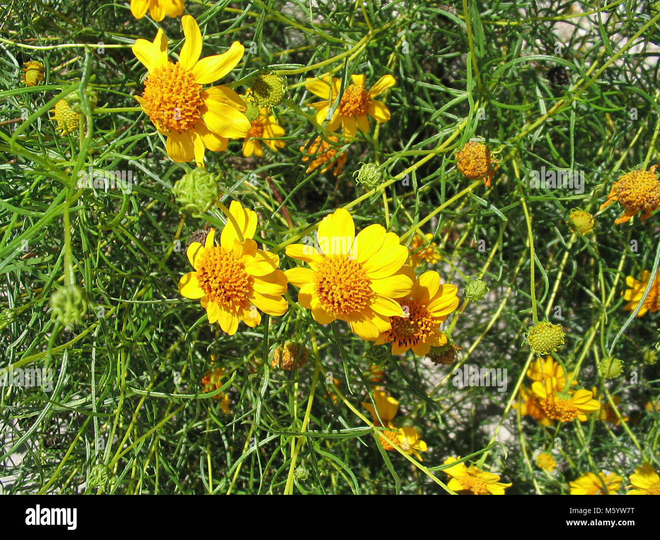 Viguiera stenoloba (Skeleton Leaf Goldeneye Stock Photo Alamy