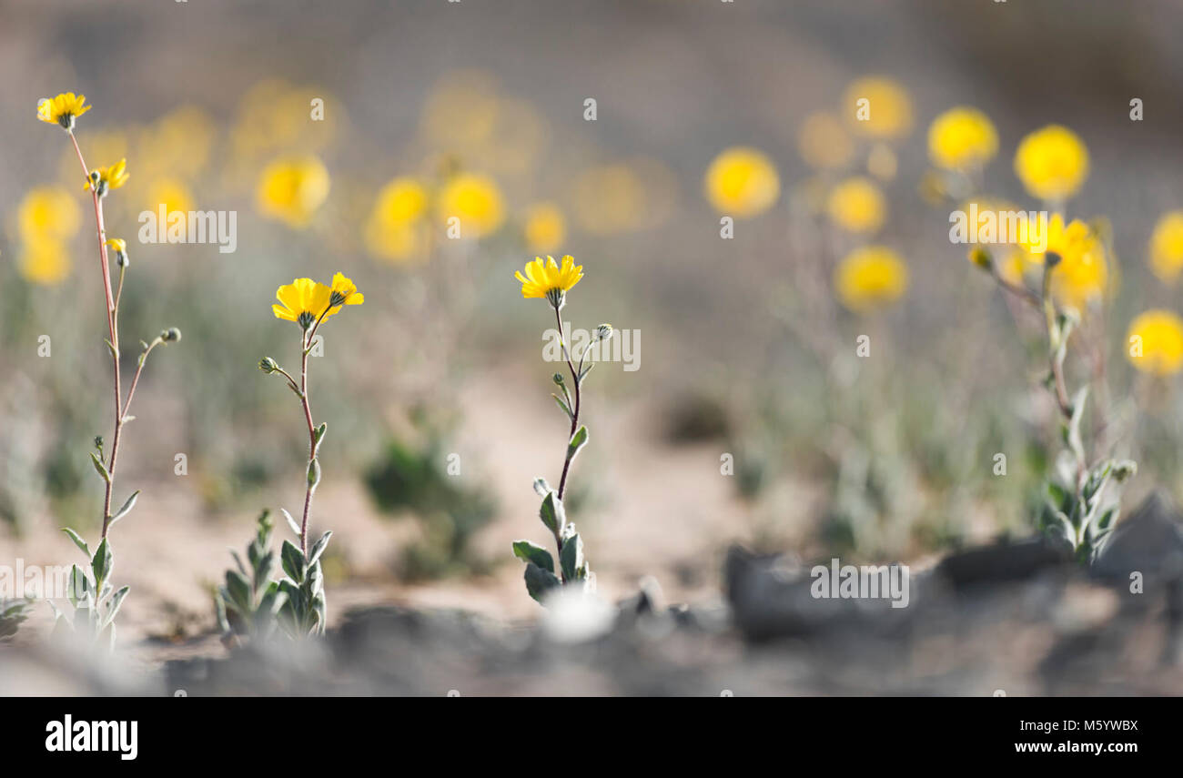 Wildflowers; Black Eagle Mine Road Stock Photo Alamy