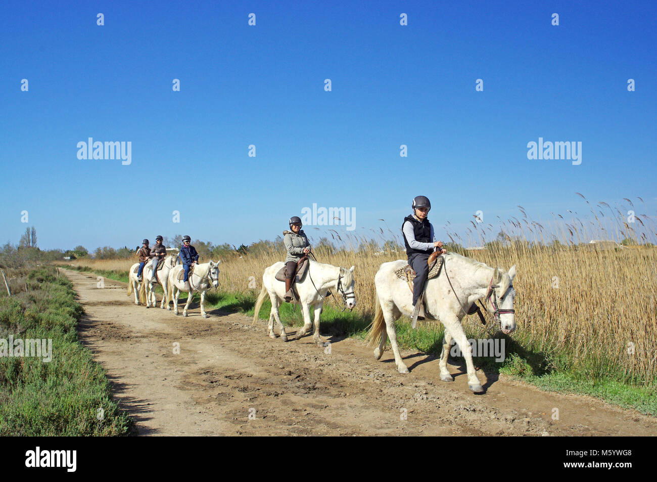 Horse riding in the Camargue Regional Nature Park Stock Photo