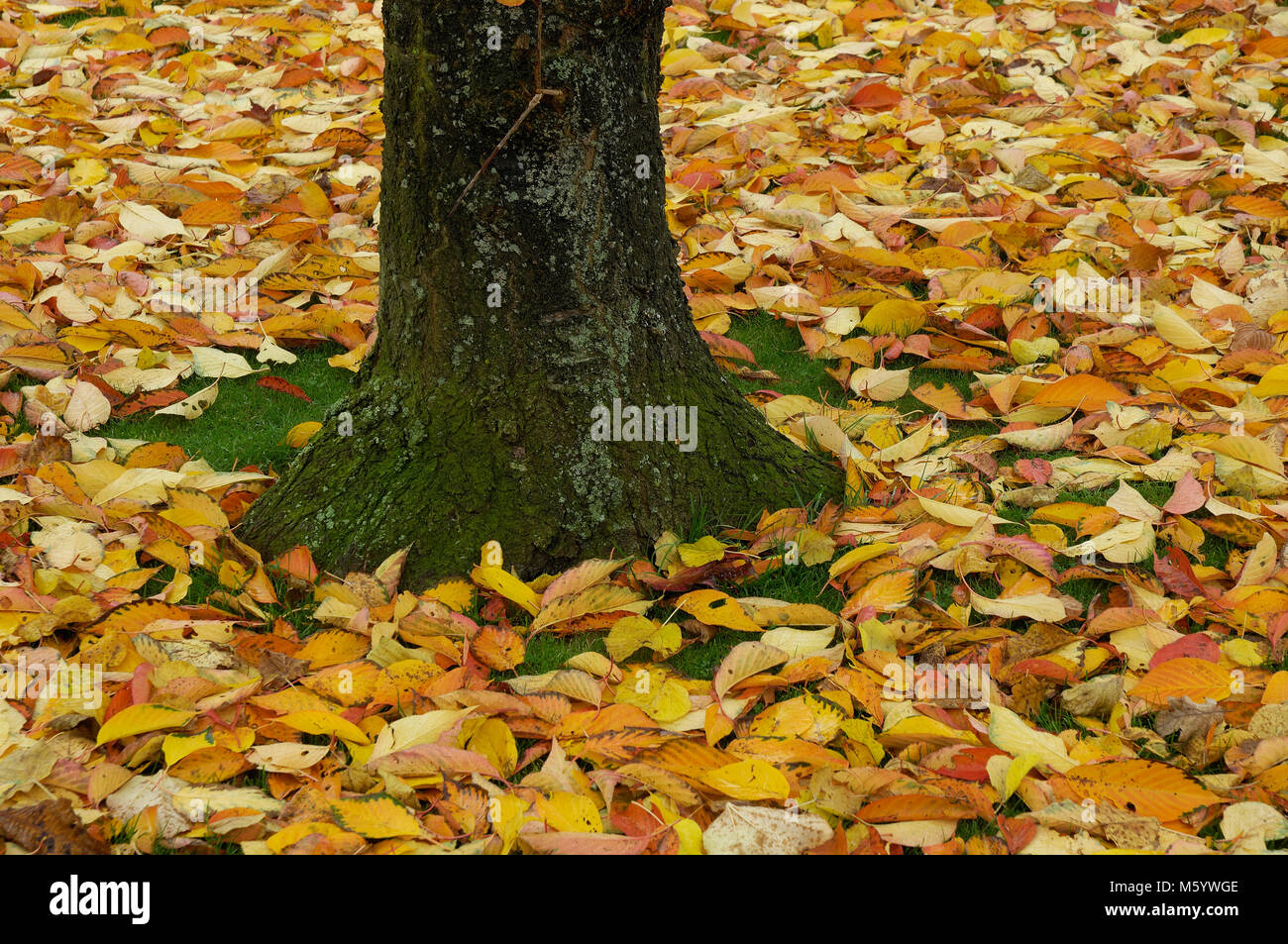 Baumstamm mit Herbstlaub Stock Photo