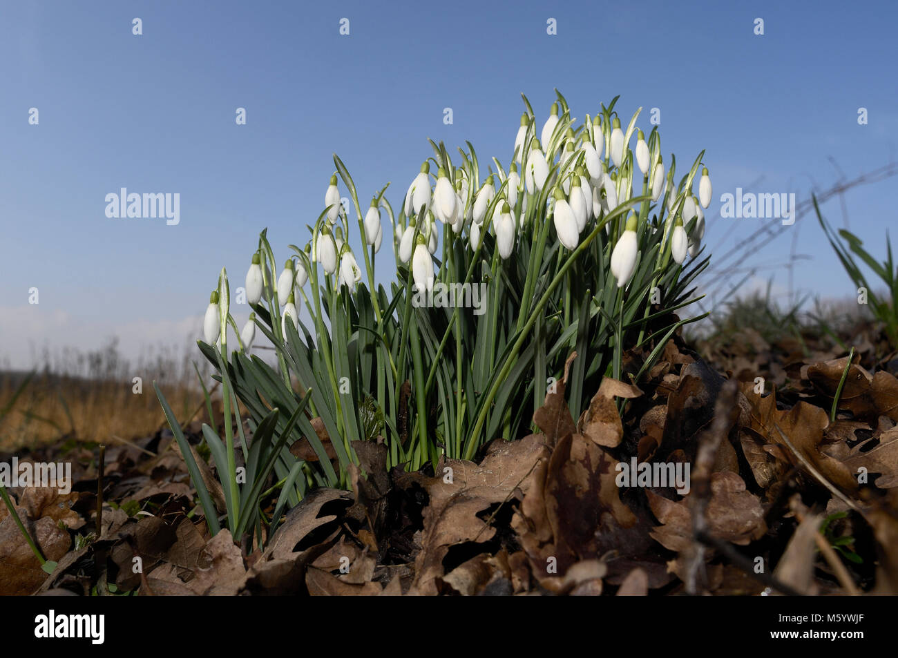 Schneeglöckchen Stock Photo