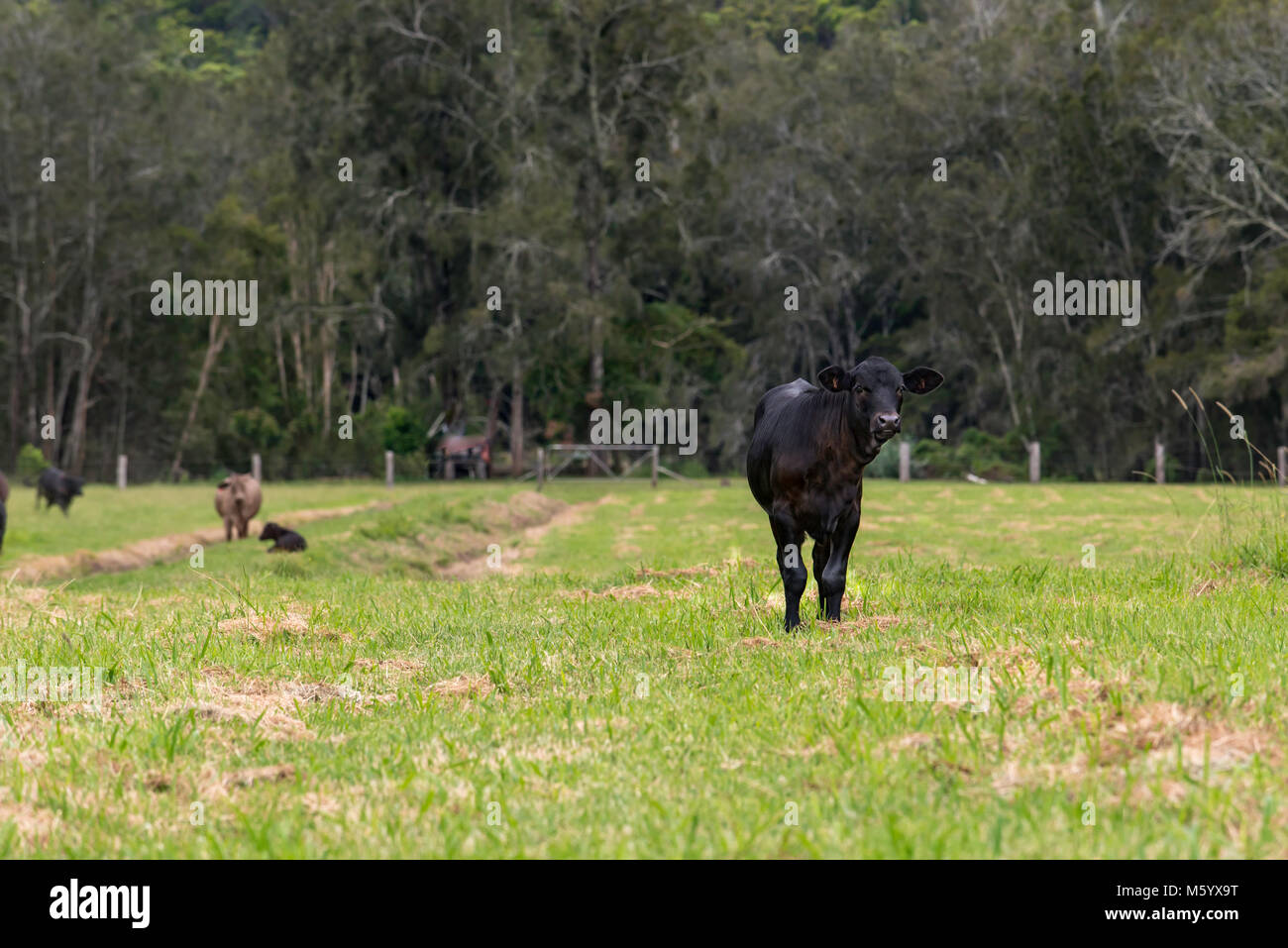 Black Angus beef cattle on a farm in northern NSW, Australia Stock Photo