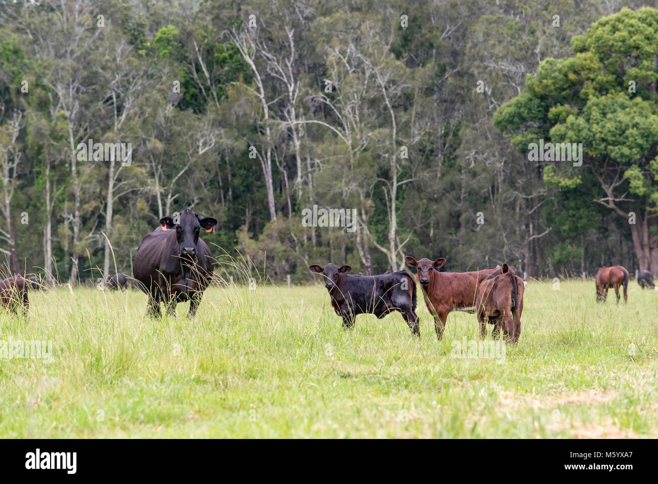 Black Angus and Santa Gertrudis Beef cattle on a farm in northern NSW, Australia Stock Photo