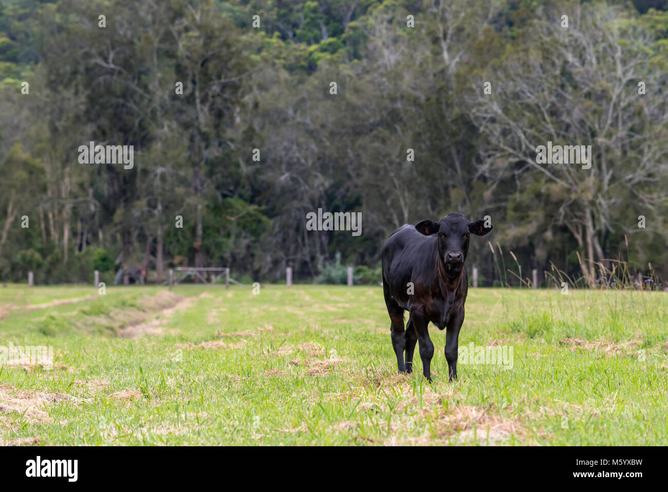 Black Angus beef cattle on a farm in northern NSW, Australia Stock Photo