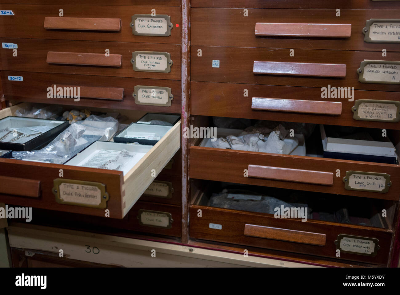 details of inside the storage and archive rooms of Brighton & Hove's Booth Museum of Natural Histroy Stock Photo