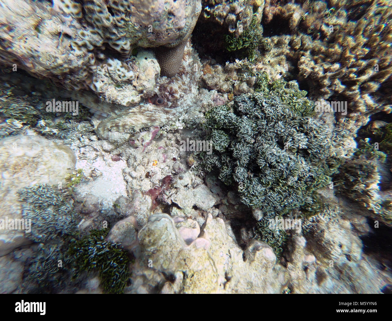 Octopus hiding on coral reef in the Maldives, Pacific Ocean. Natural ...
