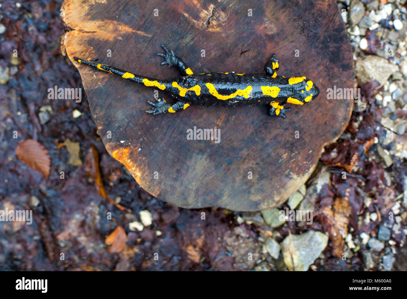 View of the fire salamander in its habitat Stock Photo - Alamy