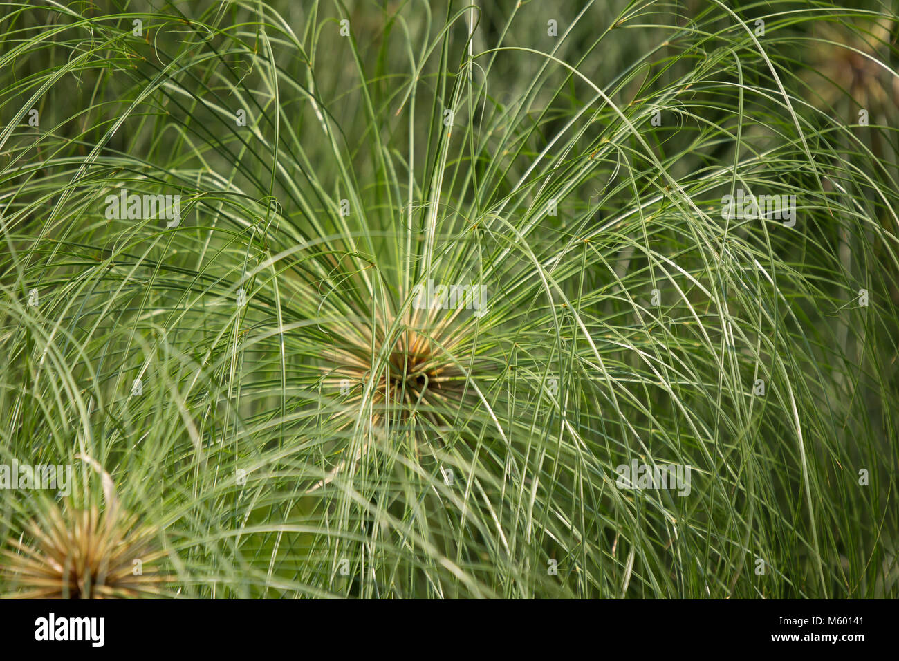 Close Up Green Small Leaf Of Papyrus Tree Stock Photo Alamy Close Up Green Small Leaf Of Papyrus Tree Stock Photo Alamy
