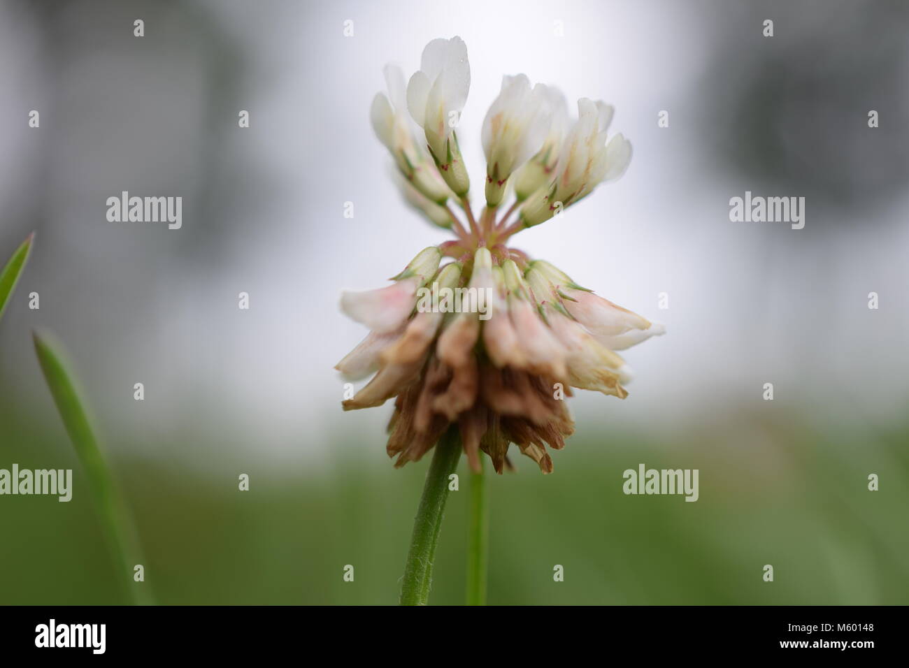 Clover Stock Photo