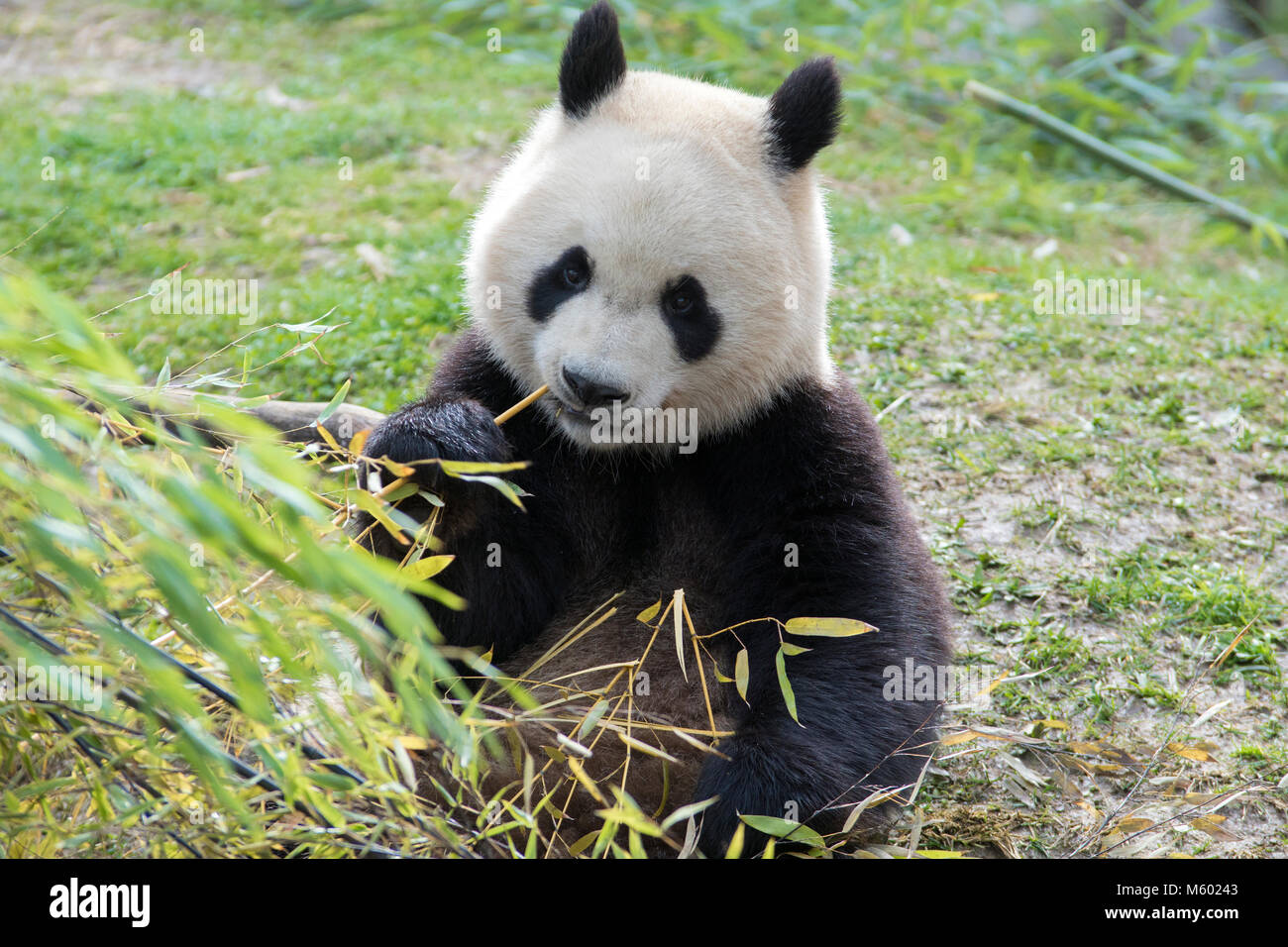 Giant male panda eating bamboo leaves Stock Photo Alamy