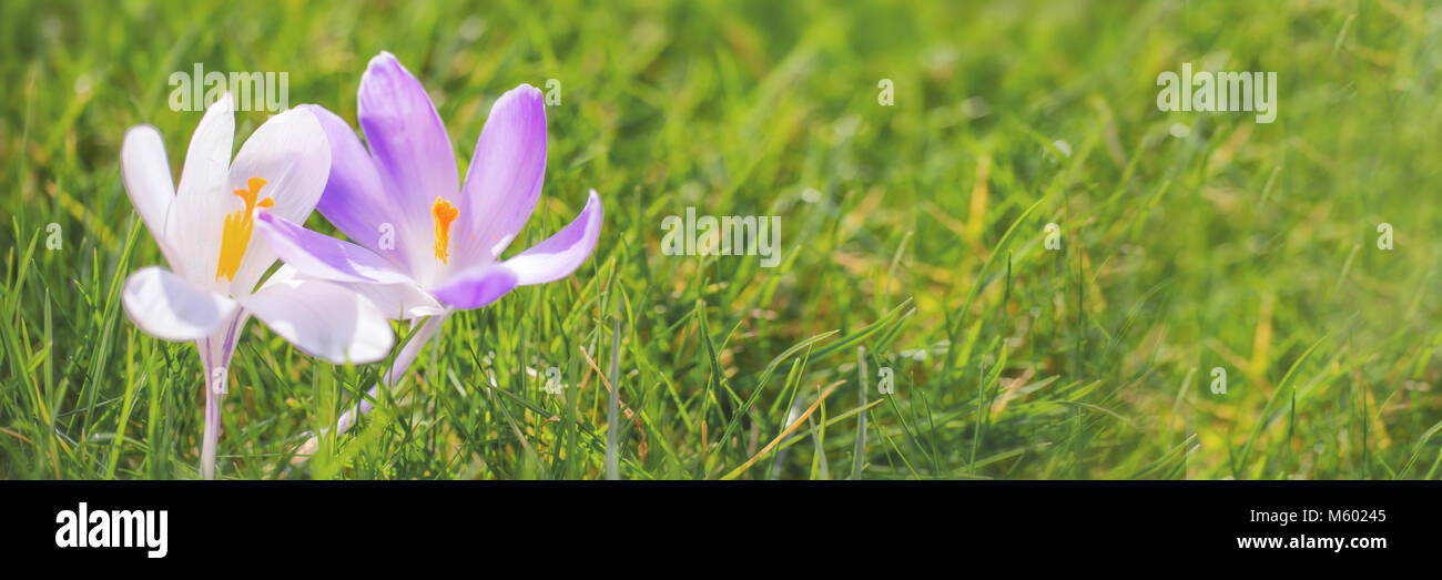 Close up of blue and white crocus flowers in the grass, panoramic spring concept Stock Photo