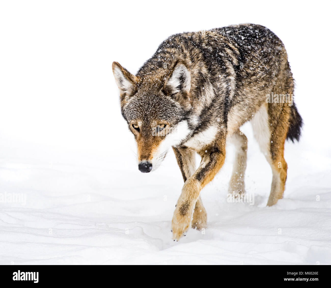 Red Wolf in Snow XII Stock Photo