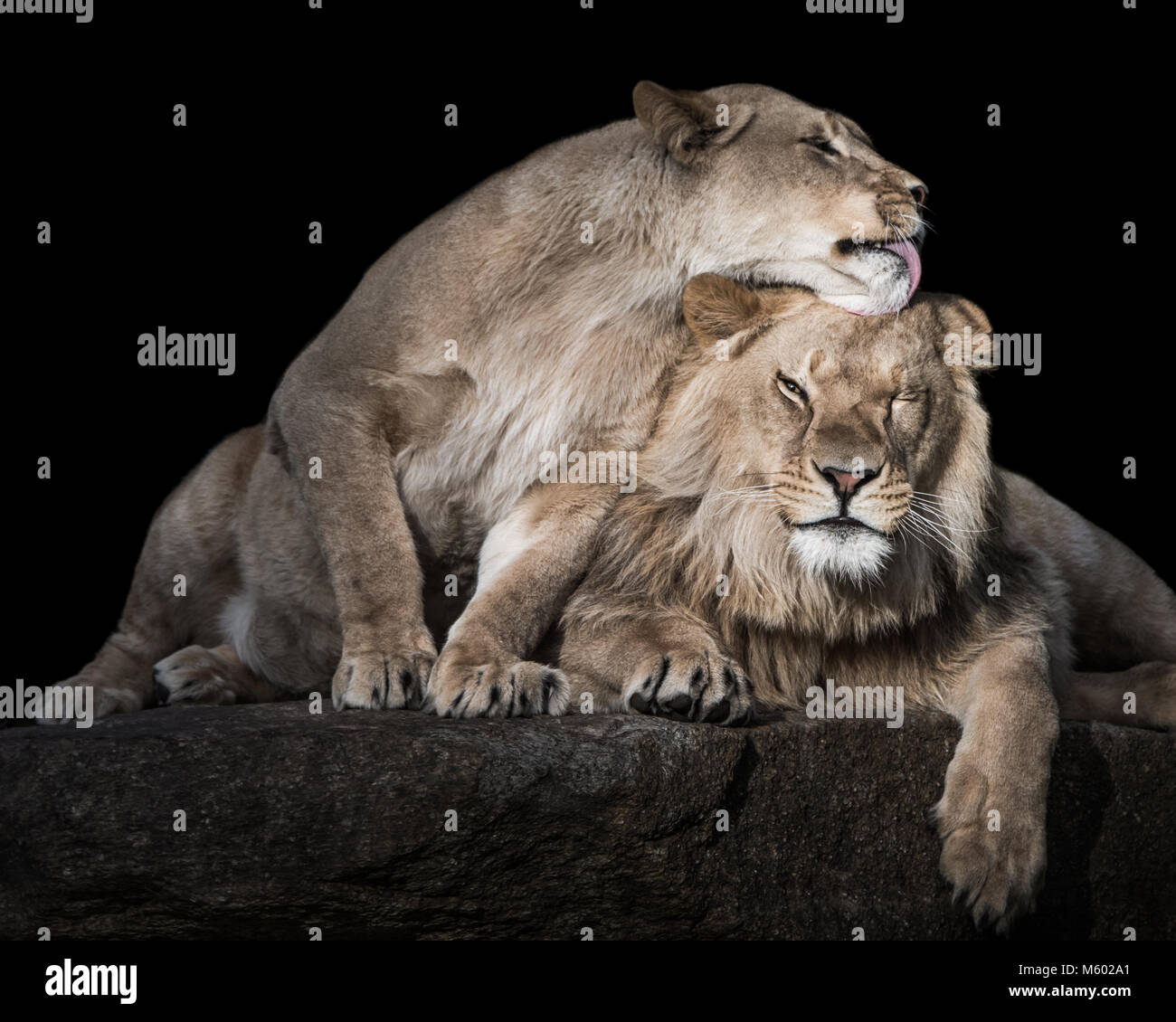 Lion Siblings III Stock Photo