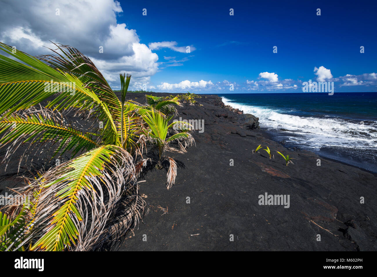 Young coconut palms at the new Kaimu black sand beach, Kalapana, The