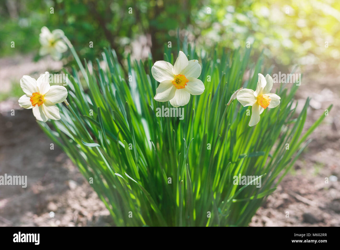 White Narcissus Flowers Narcissus Poeticus Growing In The Garden