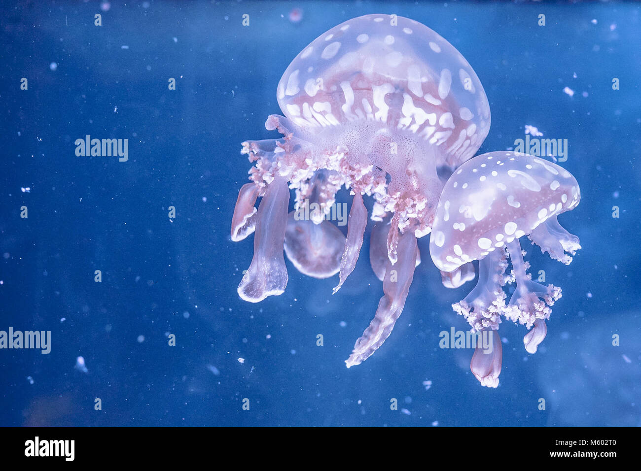 Spotted jelly fish swimming in the aquarium. Mastigias papua, inoffensive jellyfish. Copy space Stock Photo