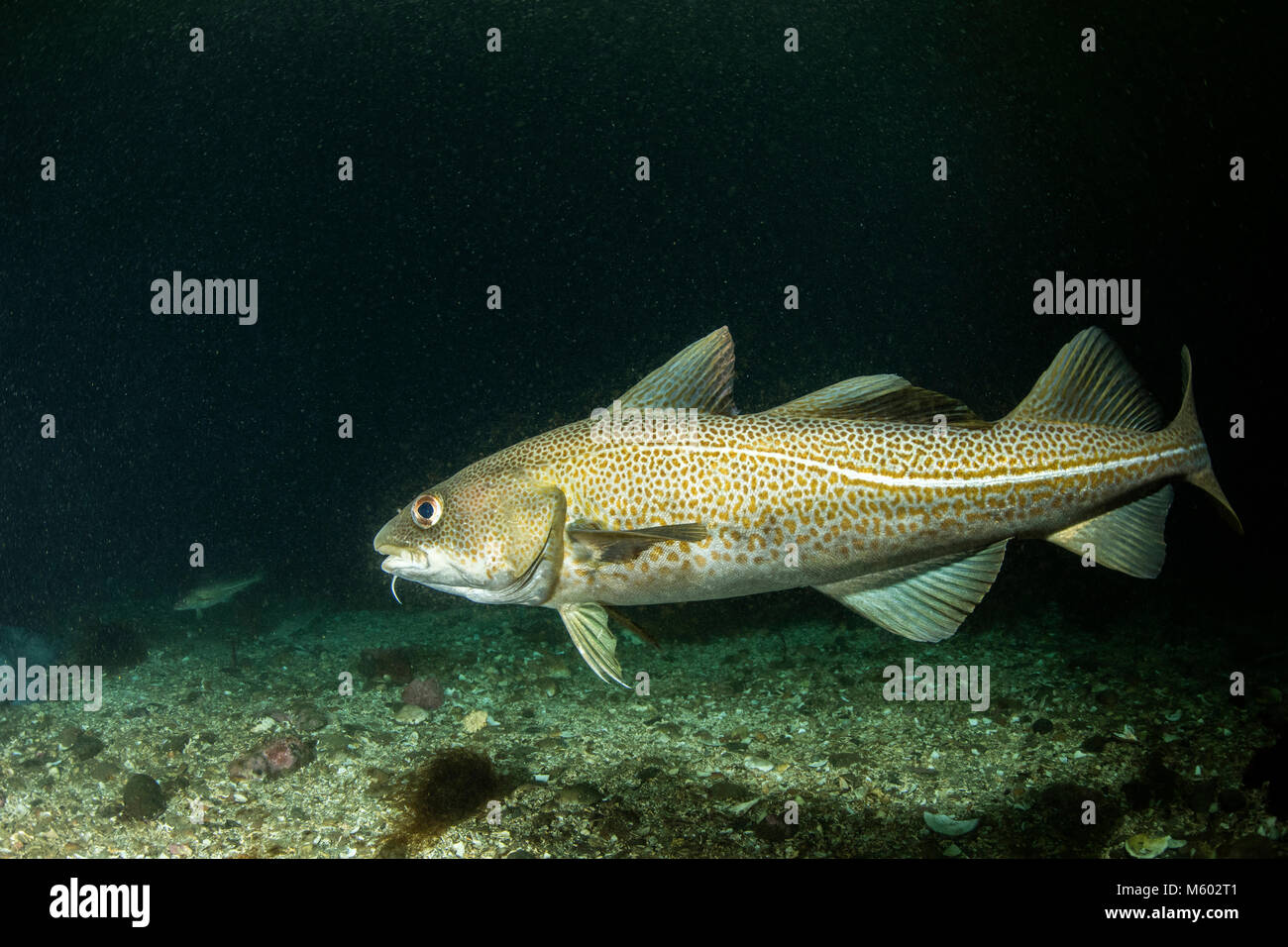 Atlantic Cod, Gadus morhua, North Atlantic Ocean, Iceland Stock Photo