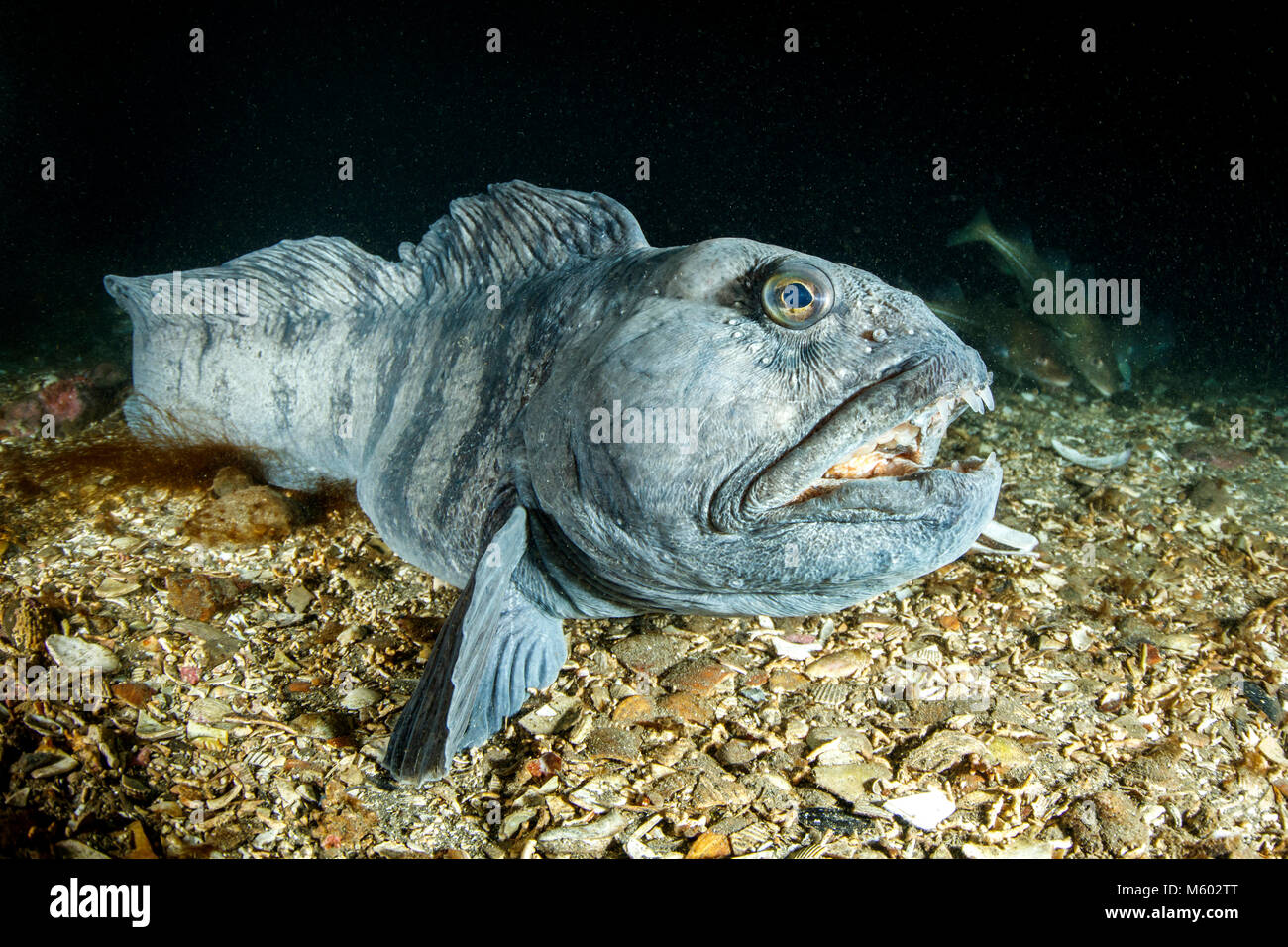 Atlantic Wolffish, Anarhichas lupus, North Atlantic Ocean, Iceland Stock Photo