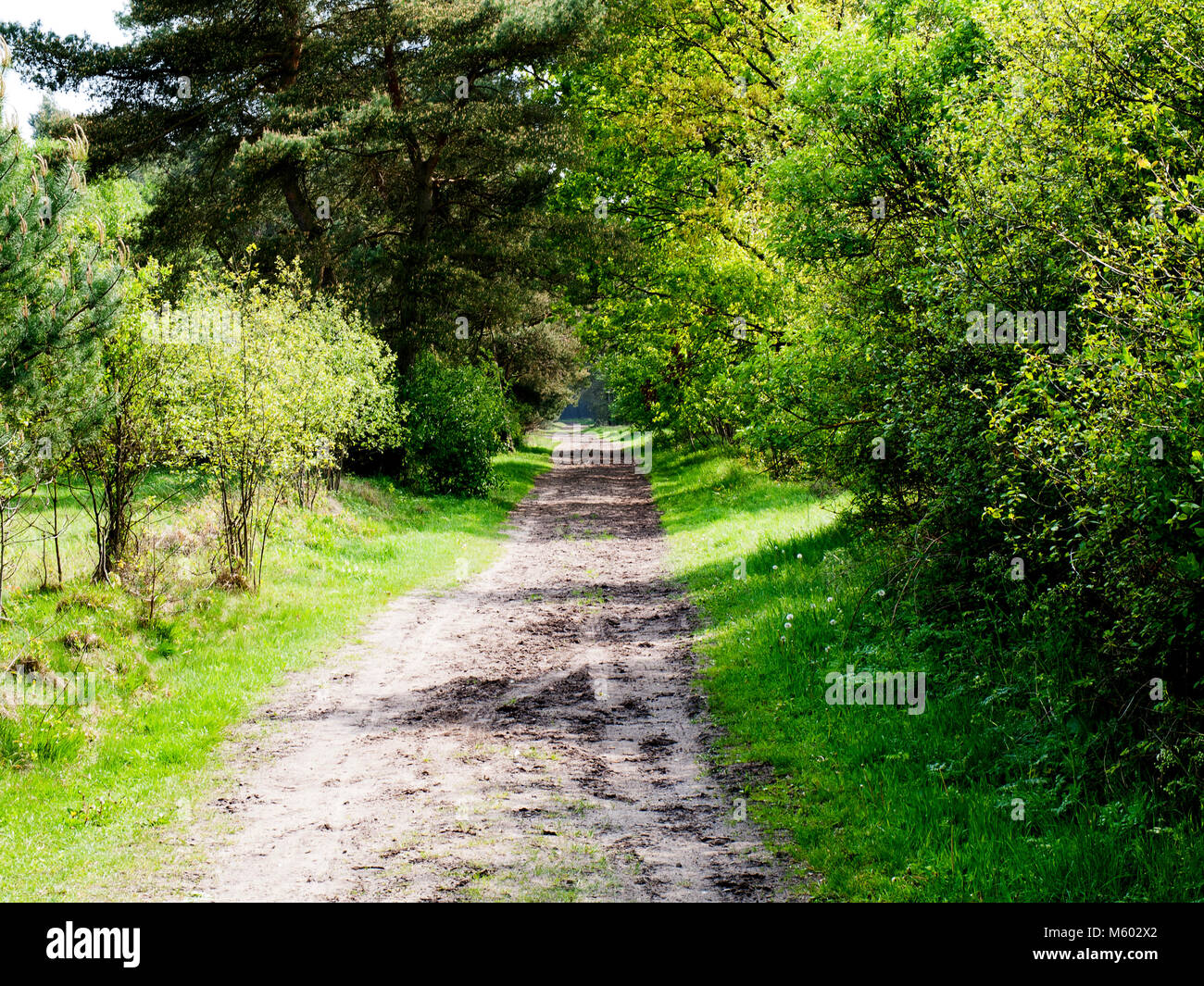 Farm track in Niedersachsen, Germany. Stock Photo