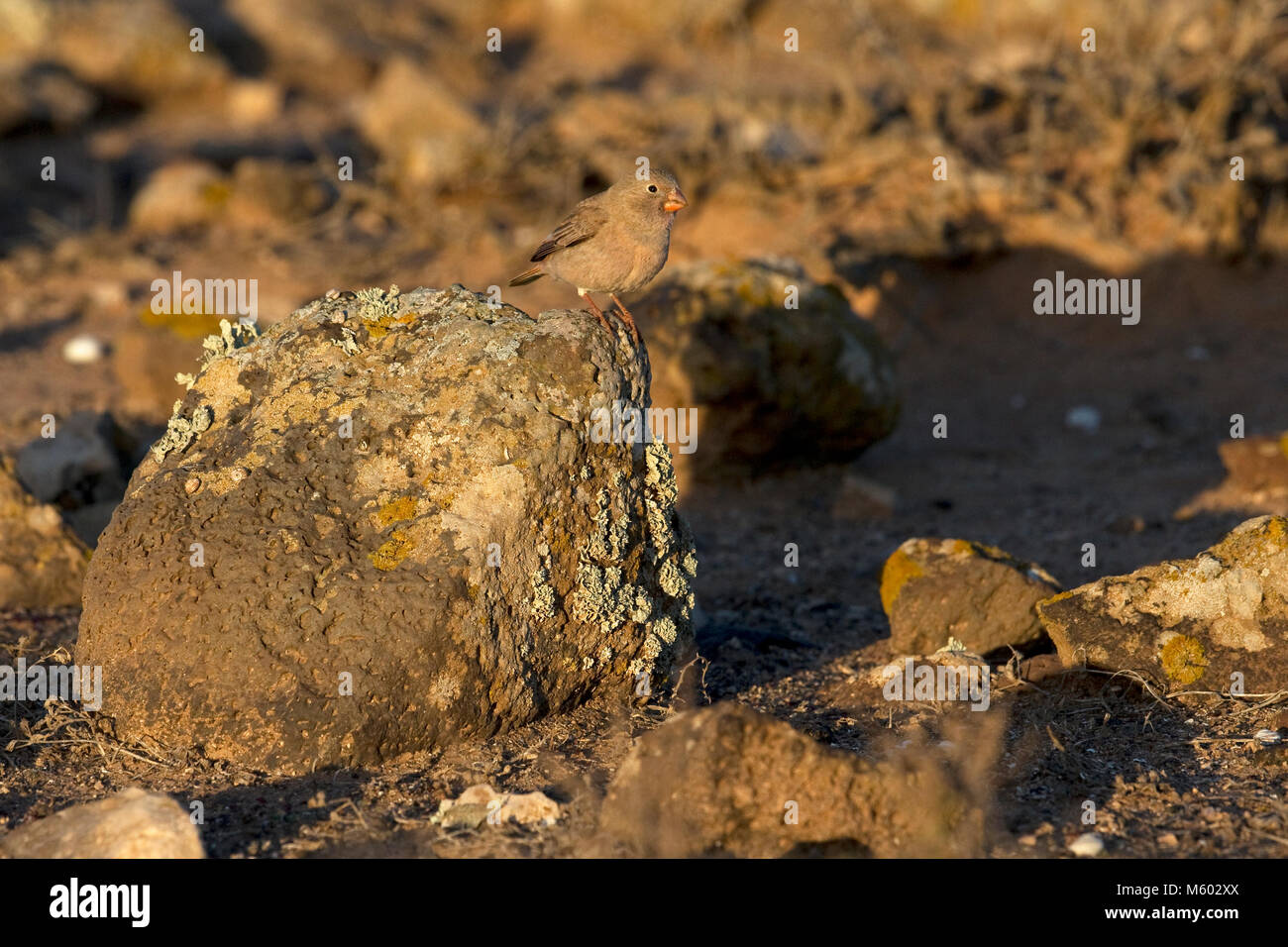 Trumpeter Finch (Bucanetes githagineus amantum) Stock Photo